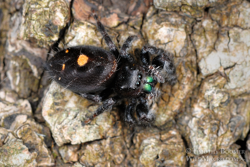 Daring jumping spider (Phidippus audax).  Also known as the bold jumper, this species is easily recognized by three white or orange spots on its abdomen and its bright blue-green iridescent chelicerae (mouthparts). Stock Photo ID=SPI0195