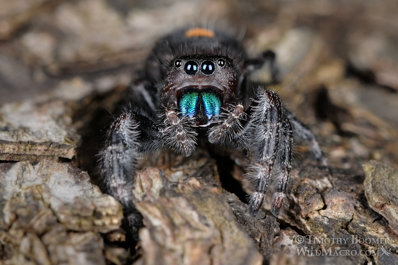 Daring jumping spider (Phidippus audax).  Also known as the bold jumper, this species is easily recognized by three white or orange spots on its abdomen and its bright blue-green iridescent chelicerae (mouthparts). Stock Photo ID=SPI0196