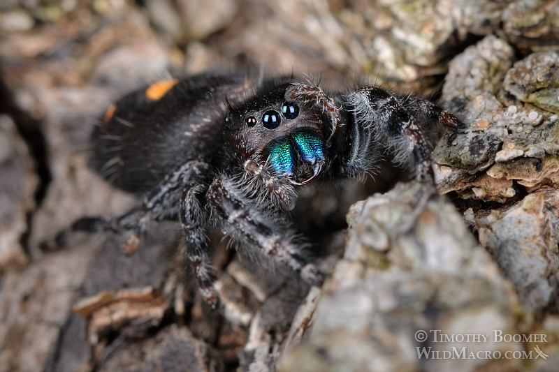 Daring jumping spider (Phidippus audax).  Also known as the bold jumper, this species is easily recognized by three white or orange spots on its abdomen and its bright blue-green iridescent chelicerae (mouthparts). Stock Photo ID=SPI0197