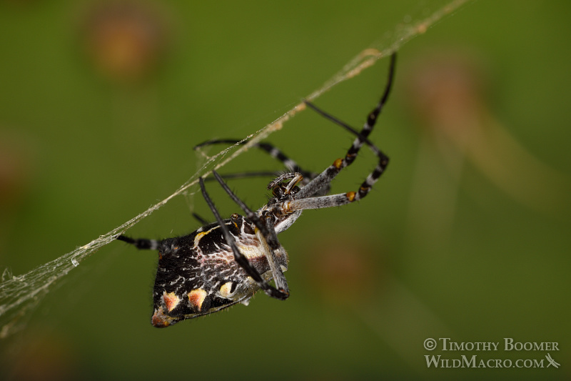 Female silver garden spider (Argiope argentata).  Stock Photo ID=SPI0241