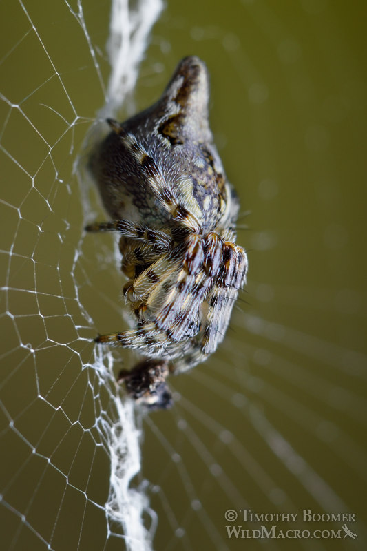 Trashline orb weaver (Cyclosa conica), female with prey at hub of web.  Black Diamond Mines Regional Preserve, Antioch, Contra Costa County, California, USA.  Stock Photo ID=SPI0279