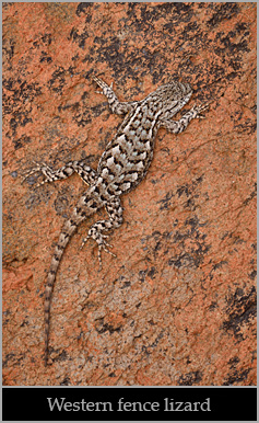 Western fence lizard.