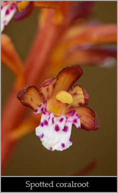 Spotted coralroot