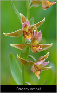 Stream orchid