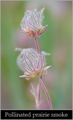 Prairie smoke (Geum triflorum).