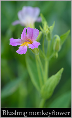 California blushing monkeyflower (Erythranthe erubescens).