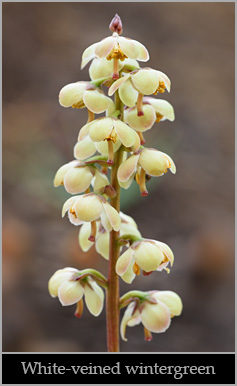 White-veined wintergreen.