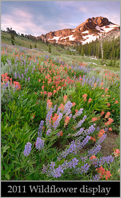 Brilliant wildflower display beneath Round Top in 2011.