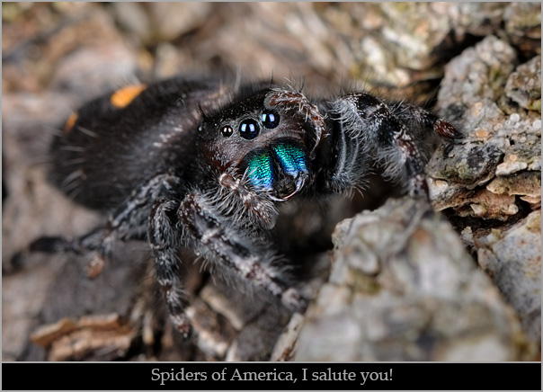 Daring jumping spider (Phidippus audax) giving a "salute." Daring jumping spider (Phidippus audax) giving a "salute."