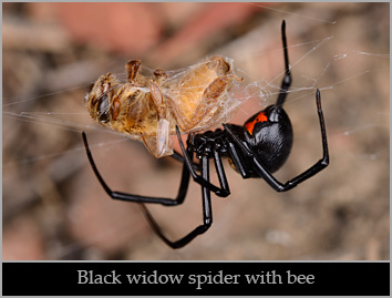 Western black widow spider (Latrodectus hesperus) eating a bee. Solano County, California. Stock Photo ID=SPI0203 Western black widow spider (Latrodectus hesperus) eating a bee. Solano County, California. Stock Photo ID=SPI0203