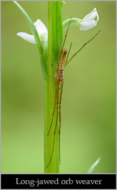 Long-jawed orb weaver