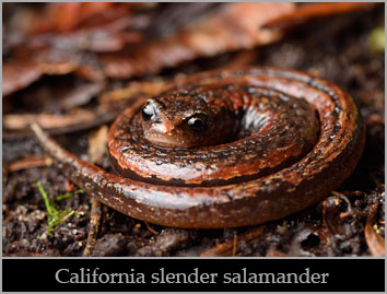 California slender salamander (Batrachoseps attenuatus). California slender salamander (Batrachoseps attenuatus).