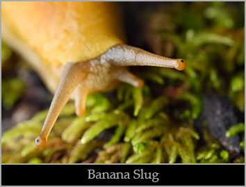Banana slug. Banana slug.