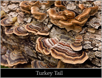 Turkey tail (Trametes versicolor).