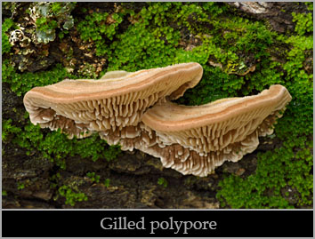 Gilled polypore (Trametes betulina). Gilled polypore (Trametes betulina).