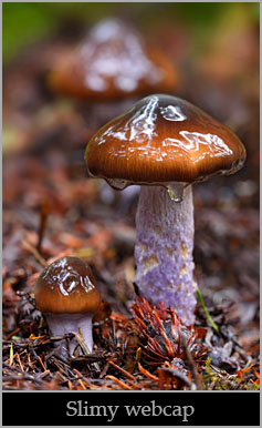 Slimy purple-stemmed cort (Cortinarius seidliae).
