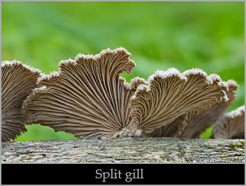 Split gill (Schizophyllum commune). Split gill (Schizophyllum commune).