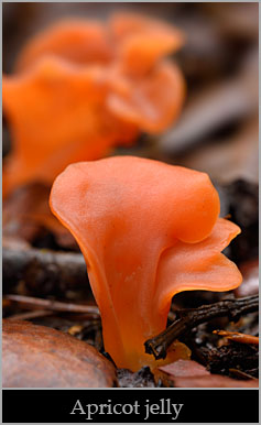 Apricot jelly (Guepinia helvelloides).
