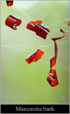 Manzanita bark suspended by spider web. Manzanita bark suspended by spider web.