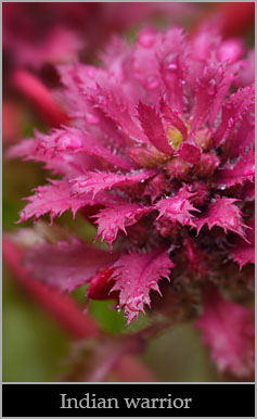 Indian warrior (Pedicularis densiflora).