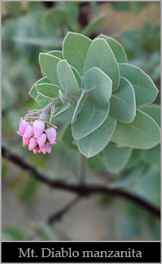 Mount Diablo manzanita (Arctostaphylos auriculata). Mount Diablo manzanita (Arctostaphylos auriculata).