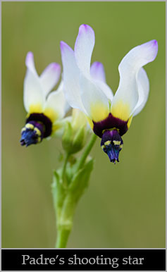 Padre's shooting star (Primula clevelandii var. patula).