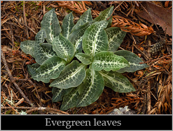 Western rattlesnake plantain (Goodyera oblongifolia) foliage.