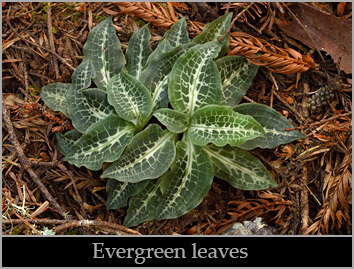 Western rattlesnake plantain (Goodyera oblongifolia) foliage.