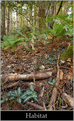 Western rattlesnake plantain (Goodyera oblongifolia), documentary view.