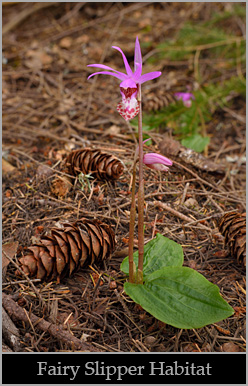 Western fairy slipper (Calypso bulbosa var. occidentalis) habitat