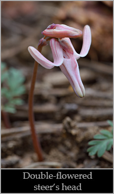 Double-flowered longhorn steer's head (Dicentra uniflora).