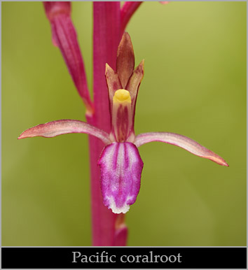 Pacific coralroot (Corallorhiza mertensiana). Pacific coralroot (Corallorhiza mertensiana).
