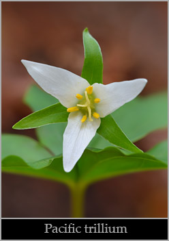 Pacific trillium (Trillium ovatum ssp. ovatum).