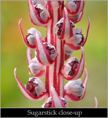 Sugarstick (Allotropa virgata). Sugarstick (Allotropa virgata).