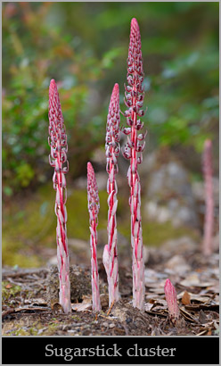 Sugarstick (Allotropa virgata).