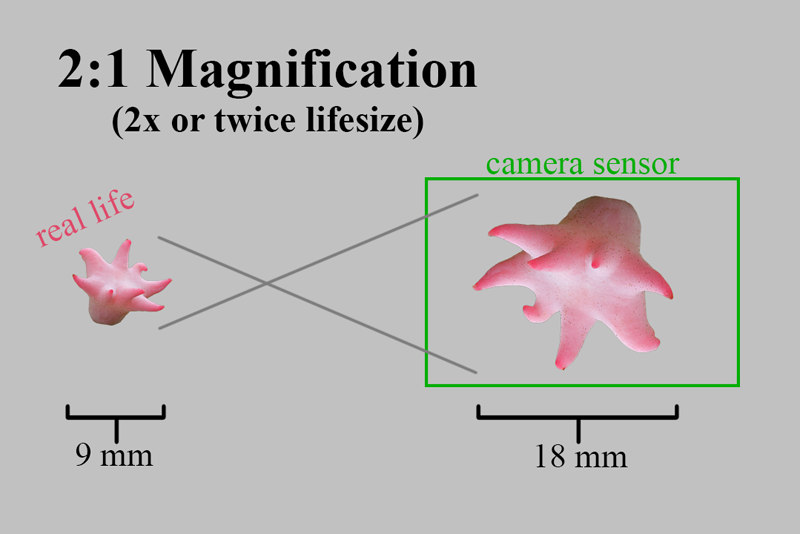 2x magnification visual.