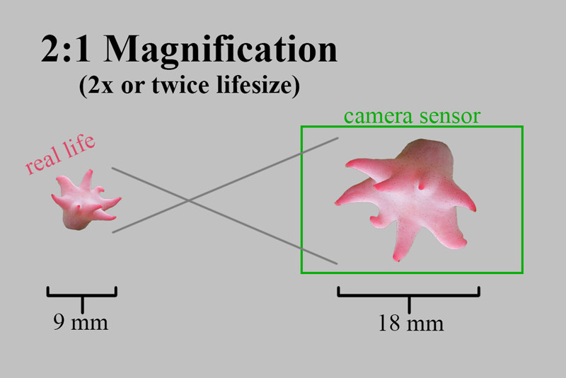 2x magnification visual. 2x magnification visual.