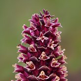 California groundcone (Kopsiopsis strobilacea).