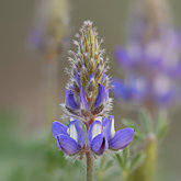 Dwarf lupine (Lupinus lepidus).