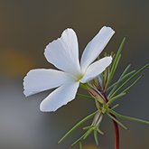 Evening snow (Linanthus dichotomus).