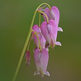 Pacific bleeding heart (Dicentra formosa).