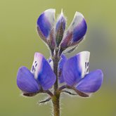 Sky lupine (Lupinus nana).