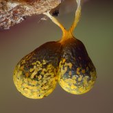 Slime mold (Badhamia albescens).
