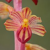 Striped coralroot (Corallorhiza striata).