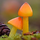 Western witch's hat (Hygrocybe singeri).