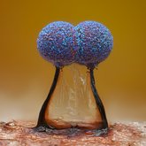 Slime mold (Lamproderma scintillans).