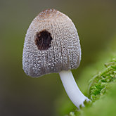 Firerug inkcap (Coprinellus domesticus).