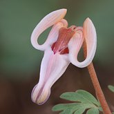 Longhorn steer's head (Dicentra uniflora).
