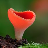 Scarlet elf cup (Sarcoscypha coccinea).