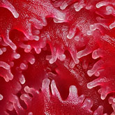 Snow plant (Sarcodes sanguinea).